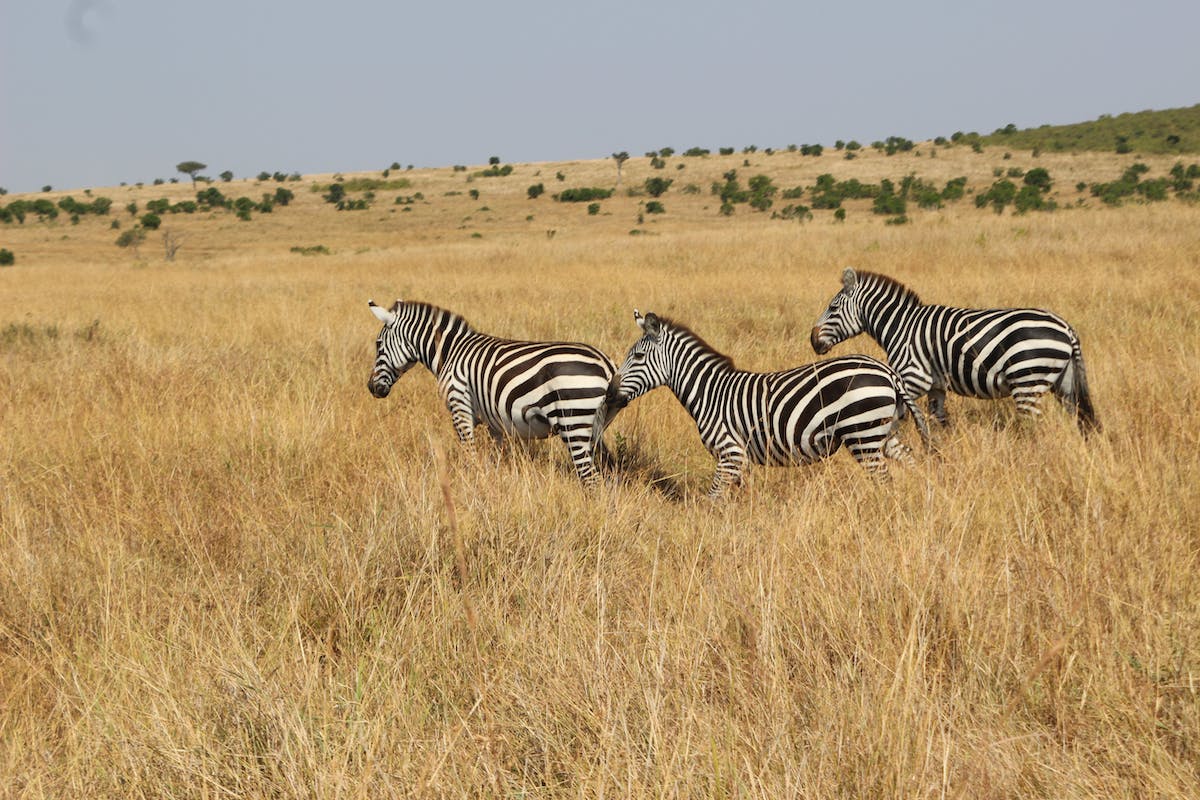 The Kenya Explorer